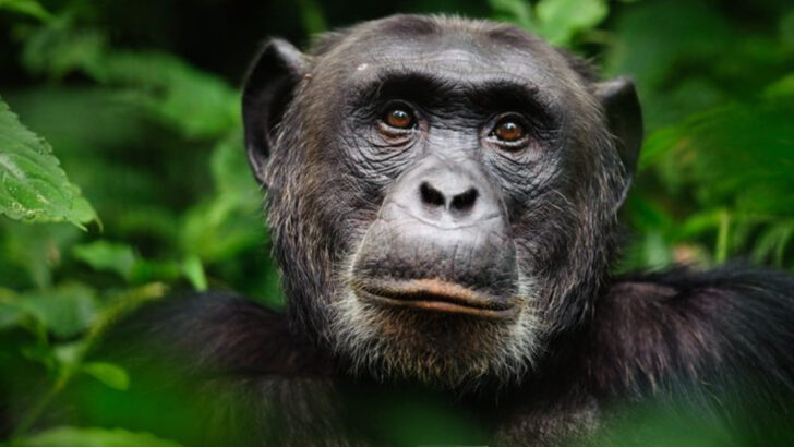 16 Animals with the Best Memories: Who Remembers the Longest?