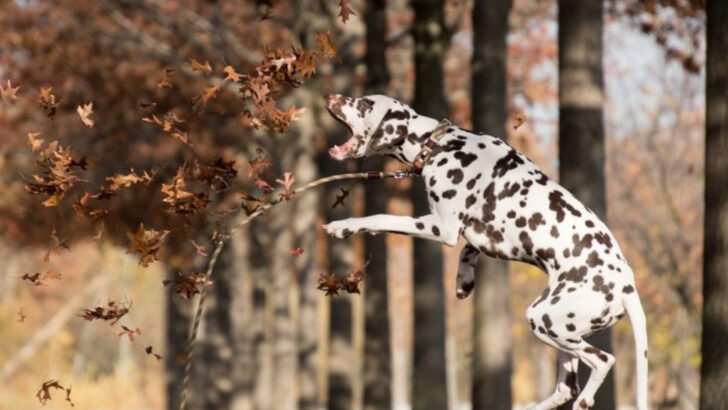 16 Dog Breeds I’d Never Own Again (Unless I Was Ready for Trouble)