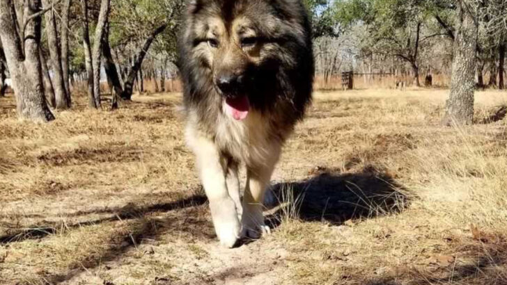 16 Facts About Caucasian Shepherds That Might Surprise Even Canine Behaviorists