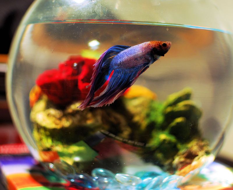 Betta Fish
