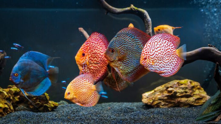 16 Fish That Make Great Pets and 4 That Are Trickier to Care For