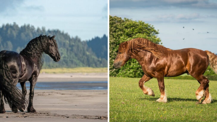 16 Giant Horse Breeds That Look Straight Out of a Fantasy Movie