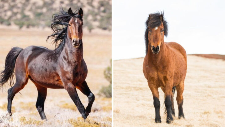 16 Horse Breeds That Work Well for Any Budget