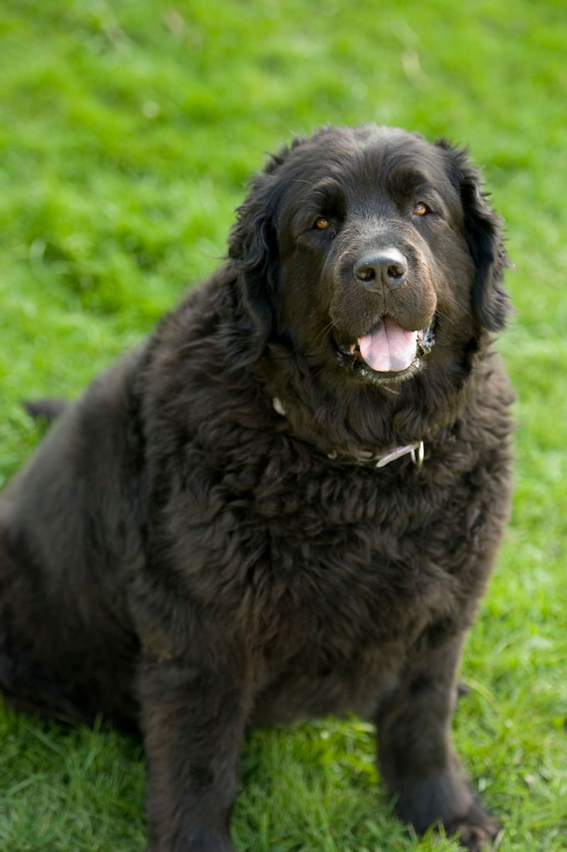 Newfoundland
