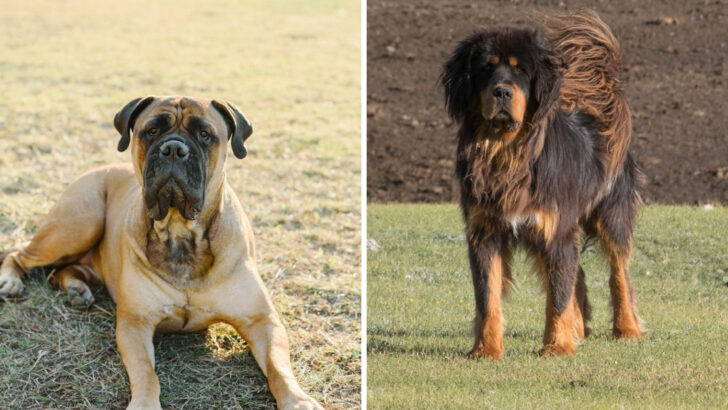 16 Intimidating Dog Breeds that are Softies at Heart