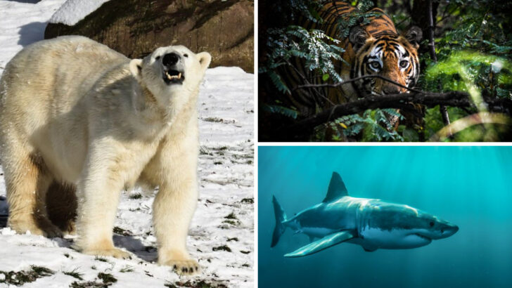 16 Most Ruthless Predators That Rule the Wild Without Mercy