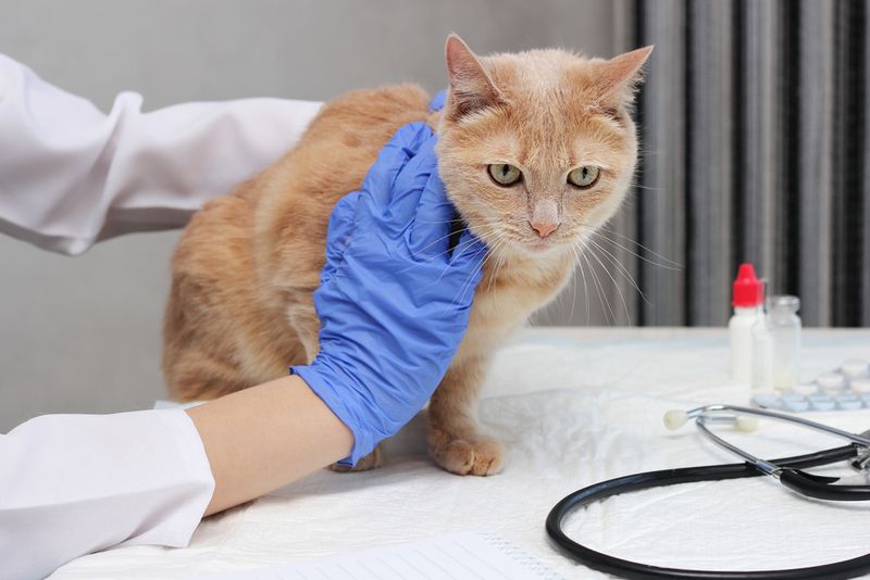 Ignoring Regular Vet Visits