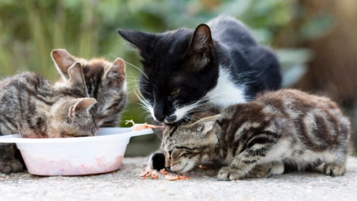 16 Outdoor Cat Care Mistakes You’ll Want to Avoid at All Costs