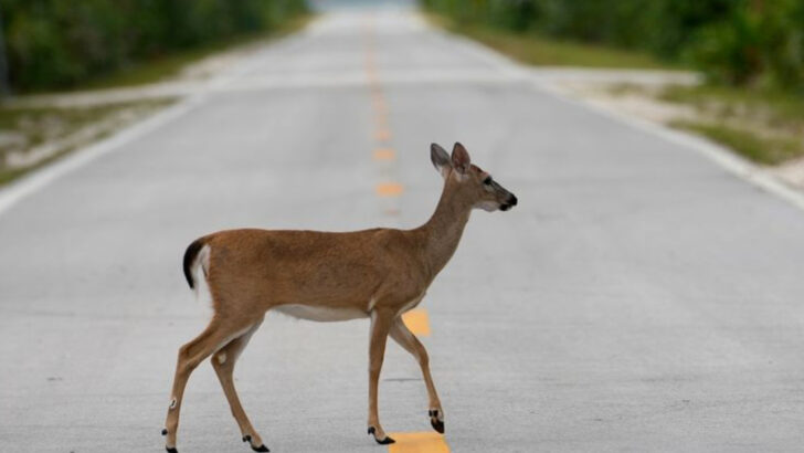 16 Rarest Wild Animals in North America (And Where They Still Survive)