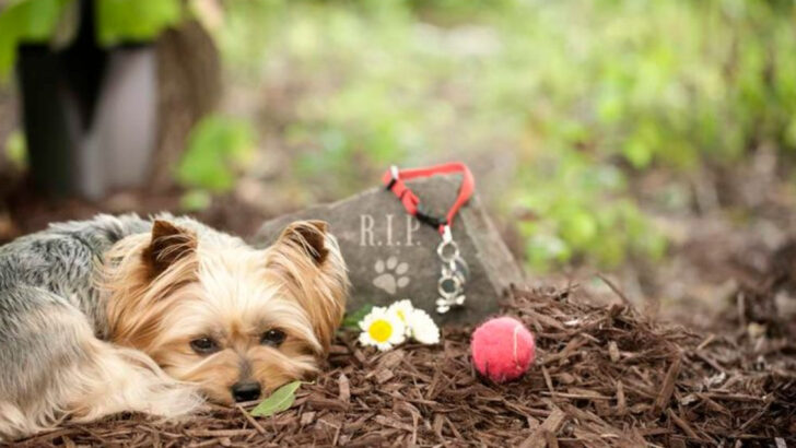 16 Shocking Dangers of Backyard Pet Burials (And What to Do Instead)
