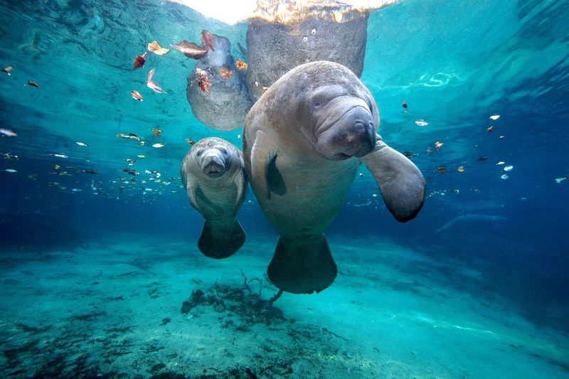 Manatees