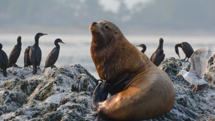 16 U.S. Animals You’re Not Allowed to Touch—Even If They Approach You