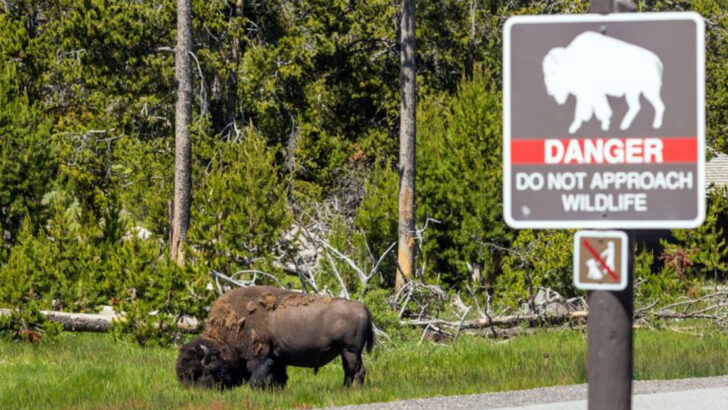 16 U.S. National Parks Where Wildlife Thrives—And Rangers Warn Tourists to Keep Their Distance