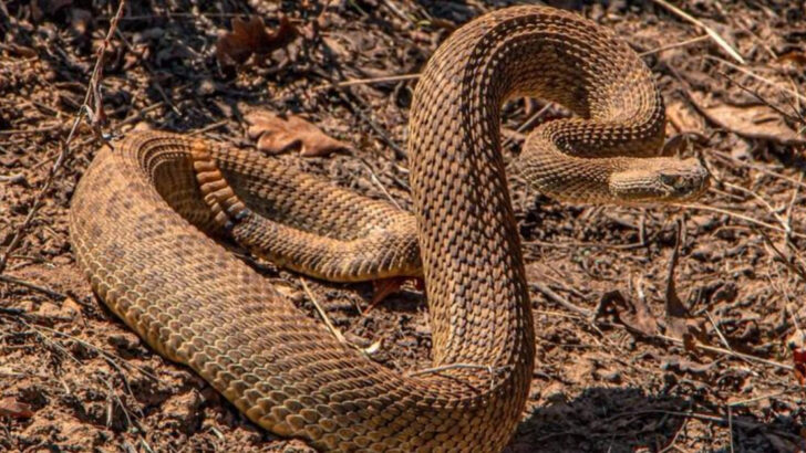 16 U.S. States Where Vipers Are Still a Real Threat