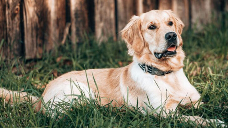 16 of the Friendliest Animals on Earth and 6 That You Shouldn’t Trust So Quickly