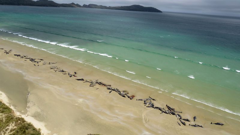 Whale Strandings