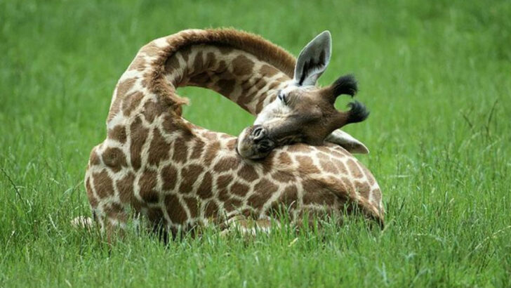 17 Animals That Can Sleep in the Weirdest Places and Positions