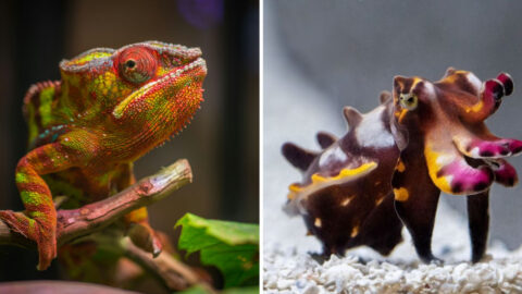 10 Animals That Change Color Like Magic