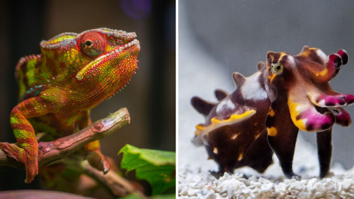 17 Animals With Color-Altering Powers That Feel Almost Unreal