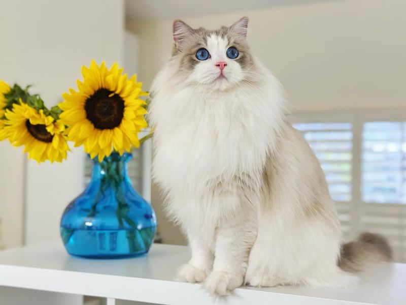Ragdoll