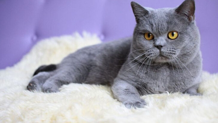 17 Best Indoor Cat Breeds