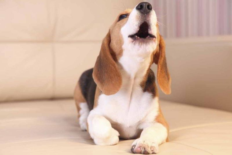 Beagle