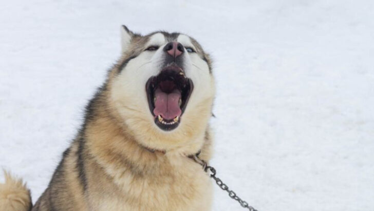 17 Dog Breeds Known for Whining (And Why They Do It)