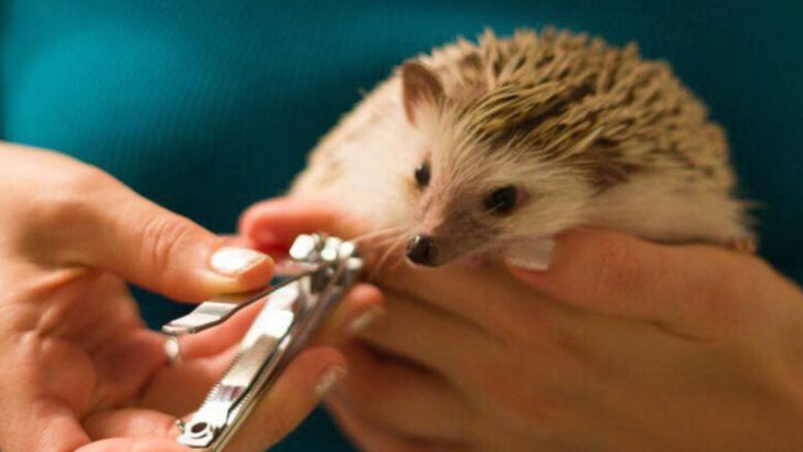 17 Durable Pets You Can Count On and 5 That May Require Extra Care