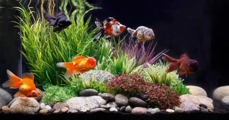 Goldfish