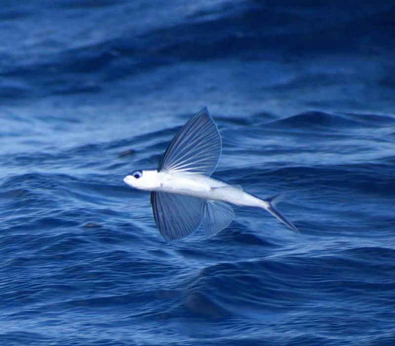 Flying Fish