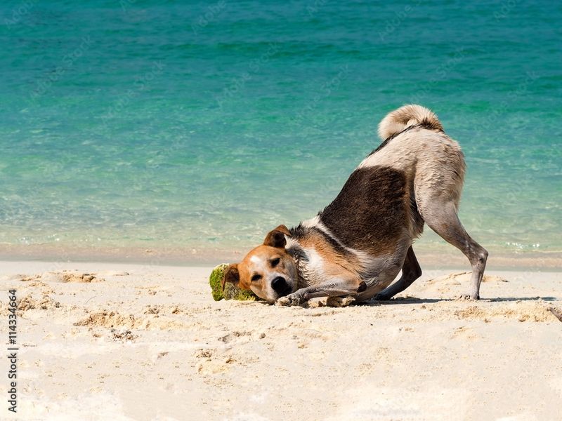 Why do dogs love the beach?