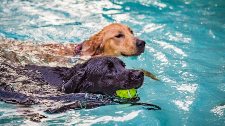 17 Questions Everyone’s Asking About Dogs This Summer—Answered With Science and Heart