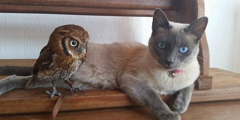 Cleo the Owl & Forbi the Cat