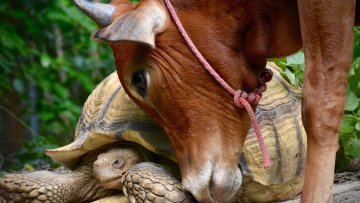 17 Real Animal Friendships That Defy Nature
