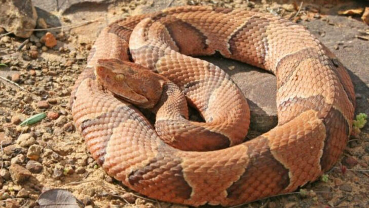 17 States Where Copperheads Are Most Common — And What Outdoor Lovers Need to Know