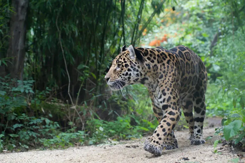 Amur Leopard