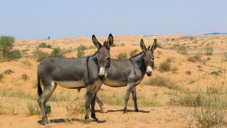 17 Wild Donkey Facts You’ve Probably Never Heard Before