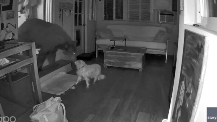 17-Year-Old Dog Chases Off Black Bear That Entered California Home