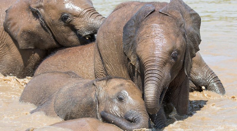 Elephants