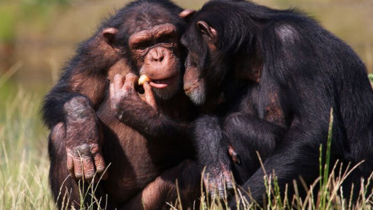 18 Animals That Feel Deeply—and 6 That Struggle to Connect at All