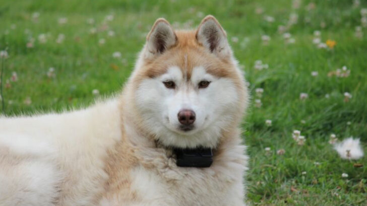 18 Beloved Dogs That Also Happen to Be the Most Stress-Inducing for Owners