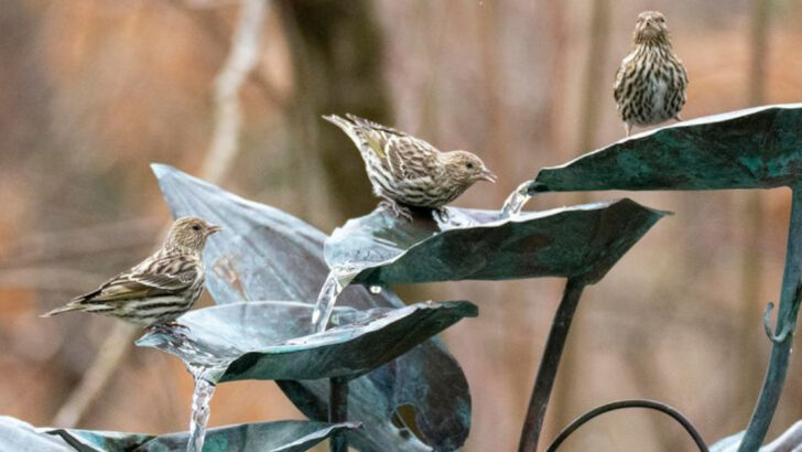18 Birdbath Mistakes That Are Scaring Birds Away (And How to Fix Them)