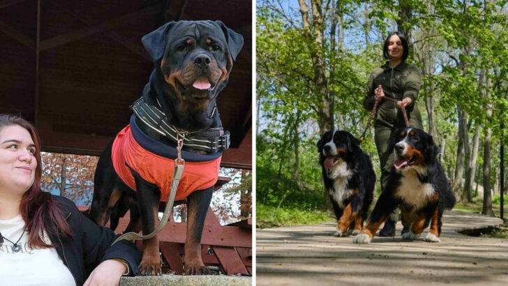 18 Brave Dogs That Guard With Loyalty—and 6 More That Are Just as Fearless