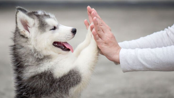 18 Canine Emotional Intelligence Signs That Even Behaviorists Find Fascinating