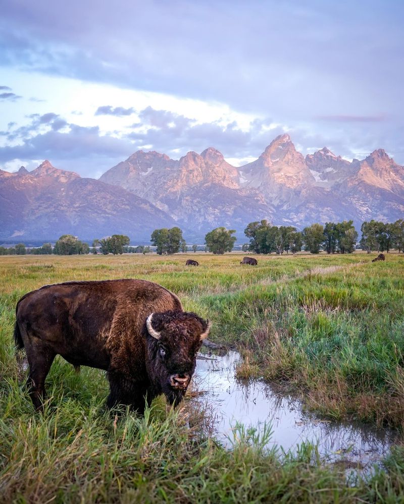 American Bison