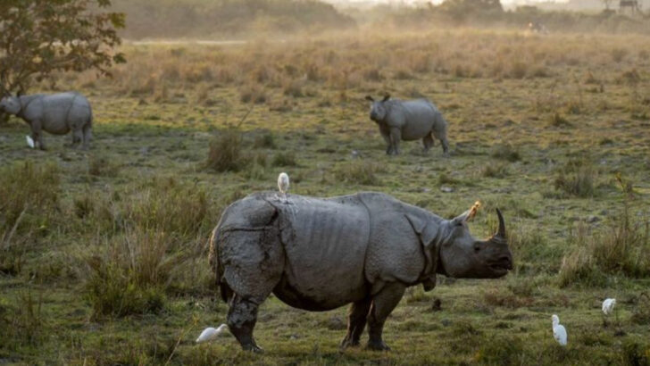18 Legally Protected Animals That Could Cost You Thousands if Harmed