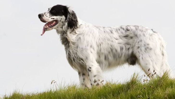 18 Most Beautiful Setter Dogs in the World
