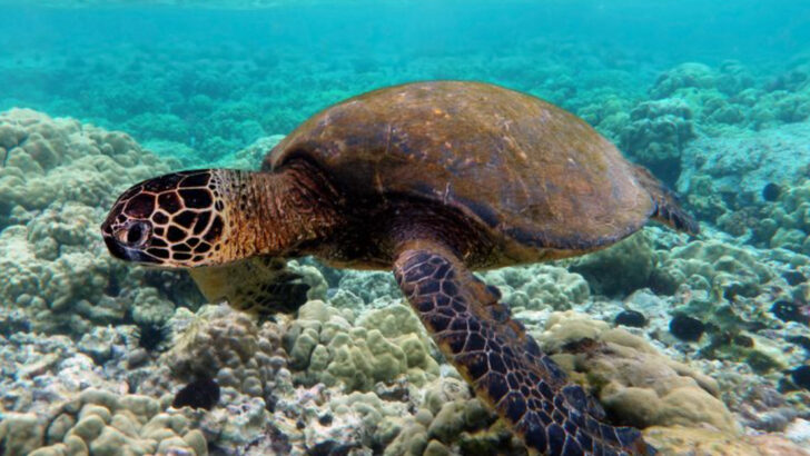 18 Most Resilient Ocean Animals on Earth (One Survived 270 Million Years of Evolution)