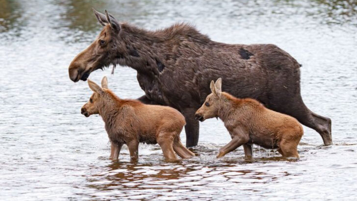 18 Wild Animal Moms You Might Spot With Babies This Spring