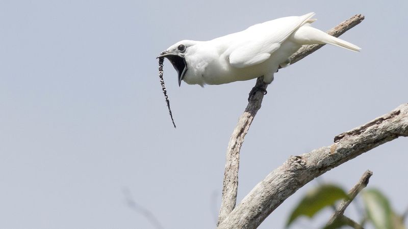 White Bellbird (Procnias albus)